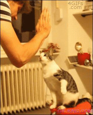 Cat High Five