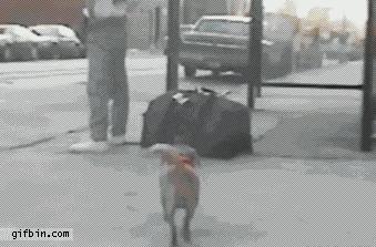 dog steals money from wallet