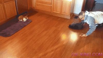 Cat Curling