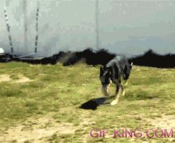 Dog Awesome Double Dutch