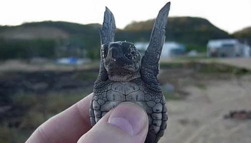 baby turtle tries to fly