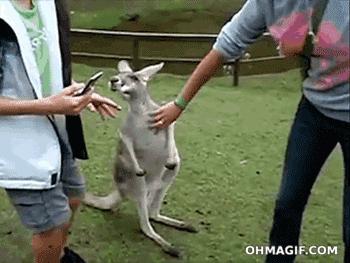 funny kangaroo