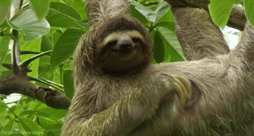 smiling sloth