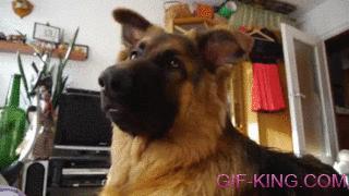 Cute German Shepherd