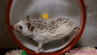 Hedgehog Wheel Fail