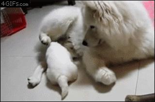 Dog kicks puppy