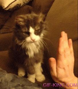 Cat High Five