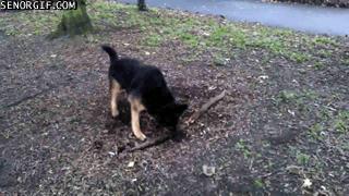 Dog Really Wants the Root