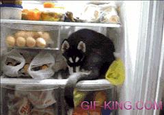 Husky in Fridge