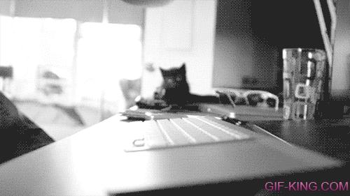 Keyboard Cat