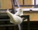 cat on gym