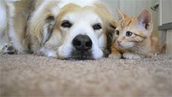 cat and dog