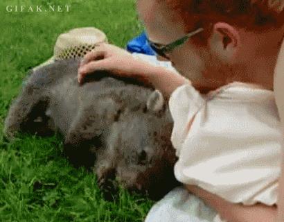 wombat