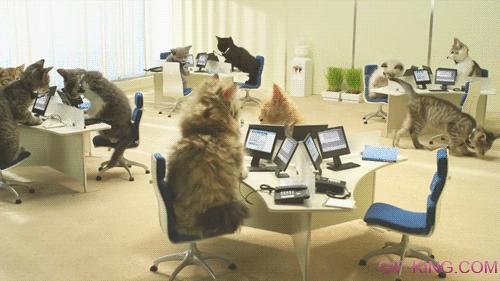 Cat Office