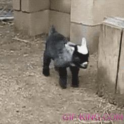 Baby Goat Jump Fail