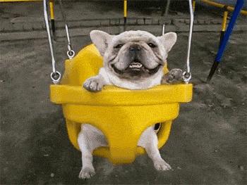 dog on the swing