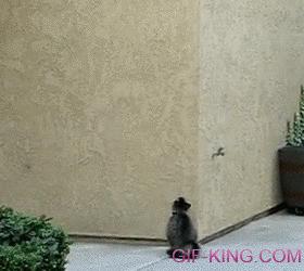 Ninja Cat