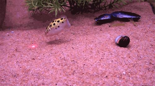 pretty puffer fish chases laser