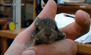 baby squirrel