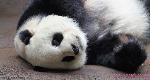 Panda tongue