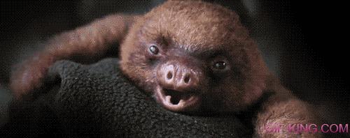 Baby sloth yawning