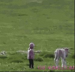 Foal chases girl