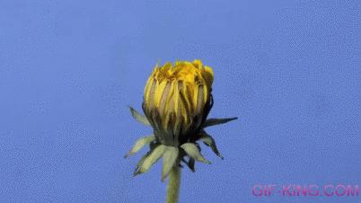 Dandelion Timelapse