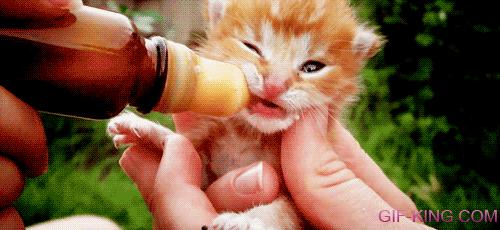 funny pictures of cats takeing with milk