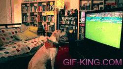 dog watching soccer game on tv