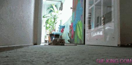 stealth mode kitten