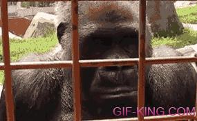 Gorillas Fascinated By Caterpillar