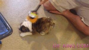 Puppy Grooming