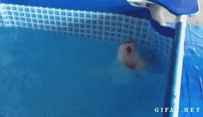 Pomeranian Puppy Does the Backstroke