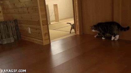 play with kitten