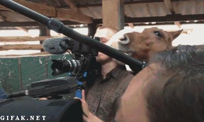 horse nibbles on cameraman's ear during interview