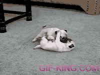 Puppies wrestling