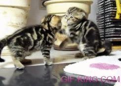 kittens playing