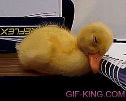 Sleepy Duck