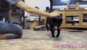 Somersaulting Cat