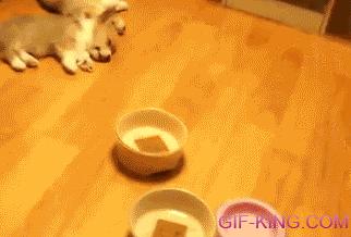 Puppies Has Good Reflexes