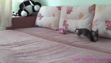 Little Puppy Is Allowed On The Bed