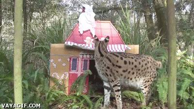 Serval's House