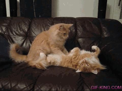 Cat Massage