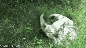 funny white tiger