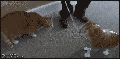 Cat vs Cat Balloon