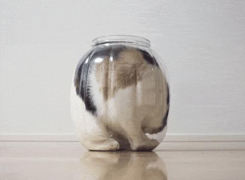 Cats are liquid