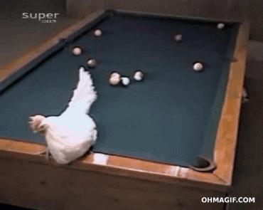 EPIC CHICKEN POOL SHOT