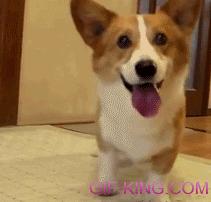 The Cutest Corgi