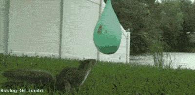 squirrel bites a water filled balloon