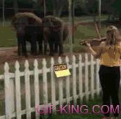 Elephants Dancing To A Violin